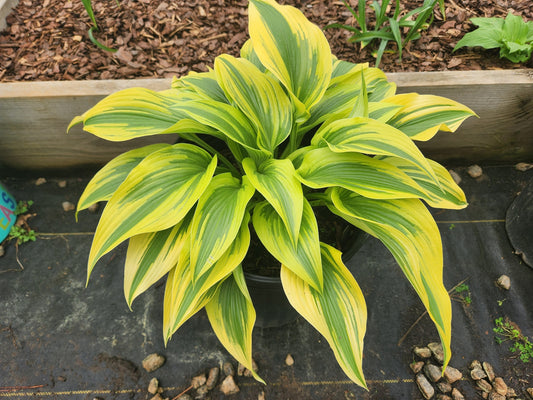 Hosta Montana Moonshine OS