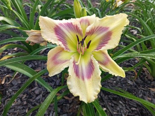 Dragonfly Dawn image 0