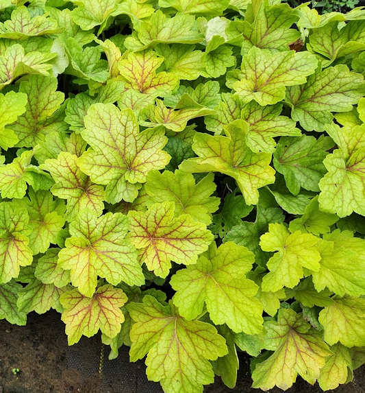Heuchera Electric Lime image 0