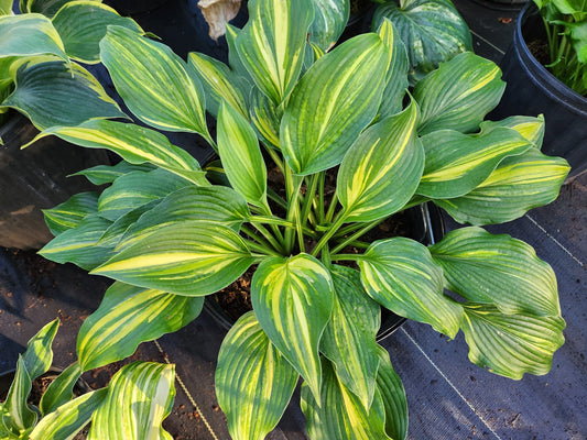 Foxfire Bamm Bamm OS image 0