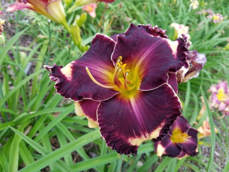 Different Dimension image 0