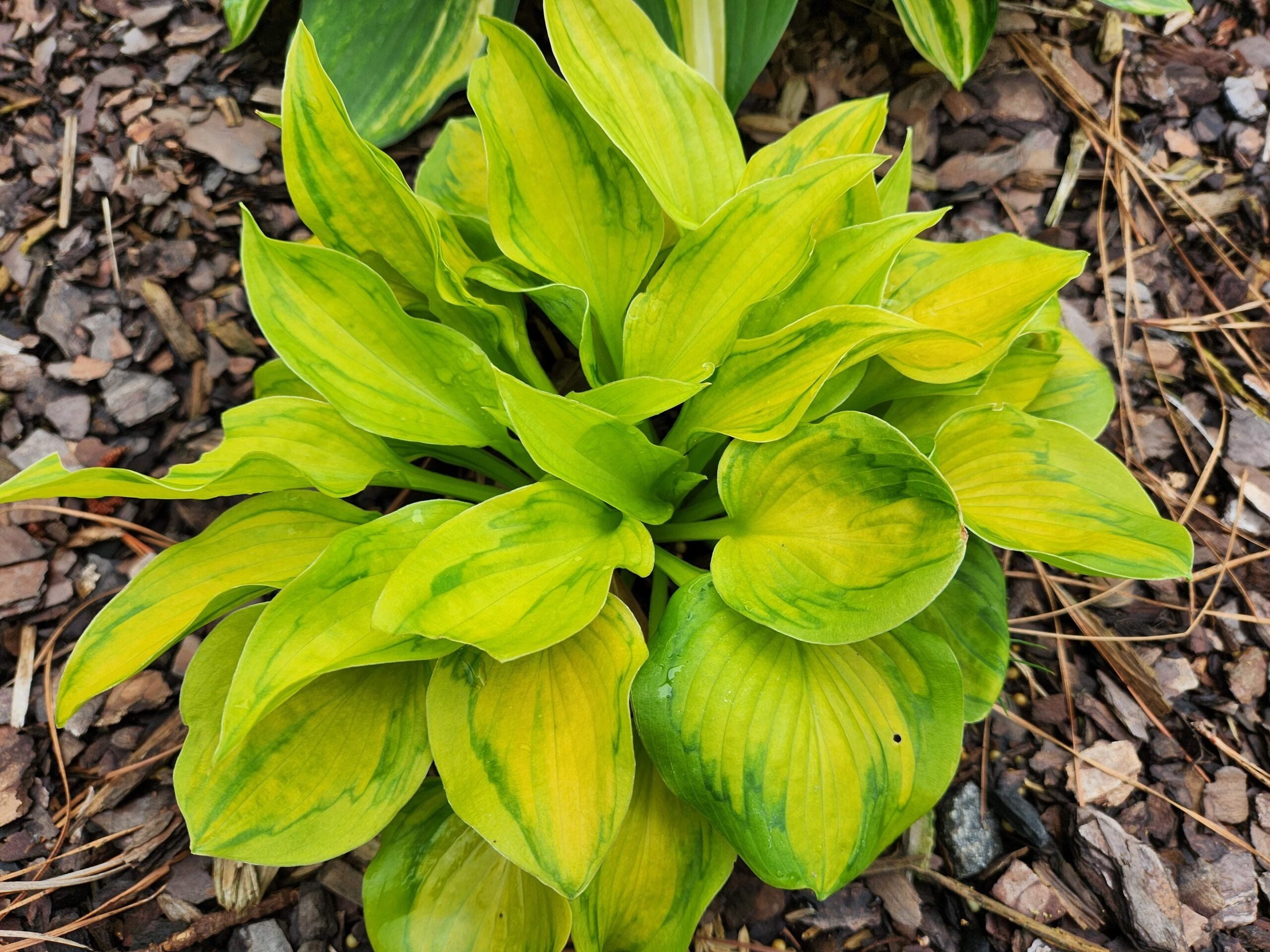 Hosta ‘Tattoo’ – RH4 Rare Miniature Variegated Hosta | Bentley Gardens
