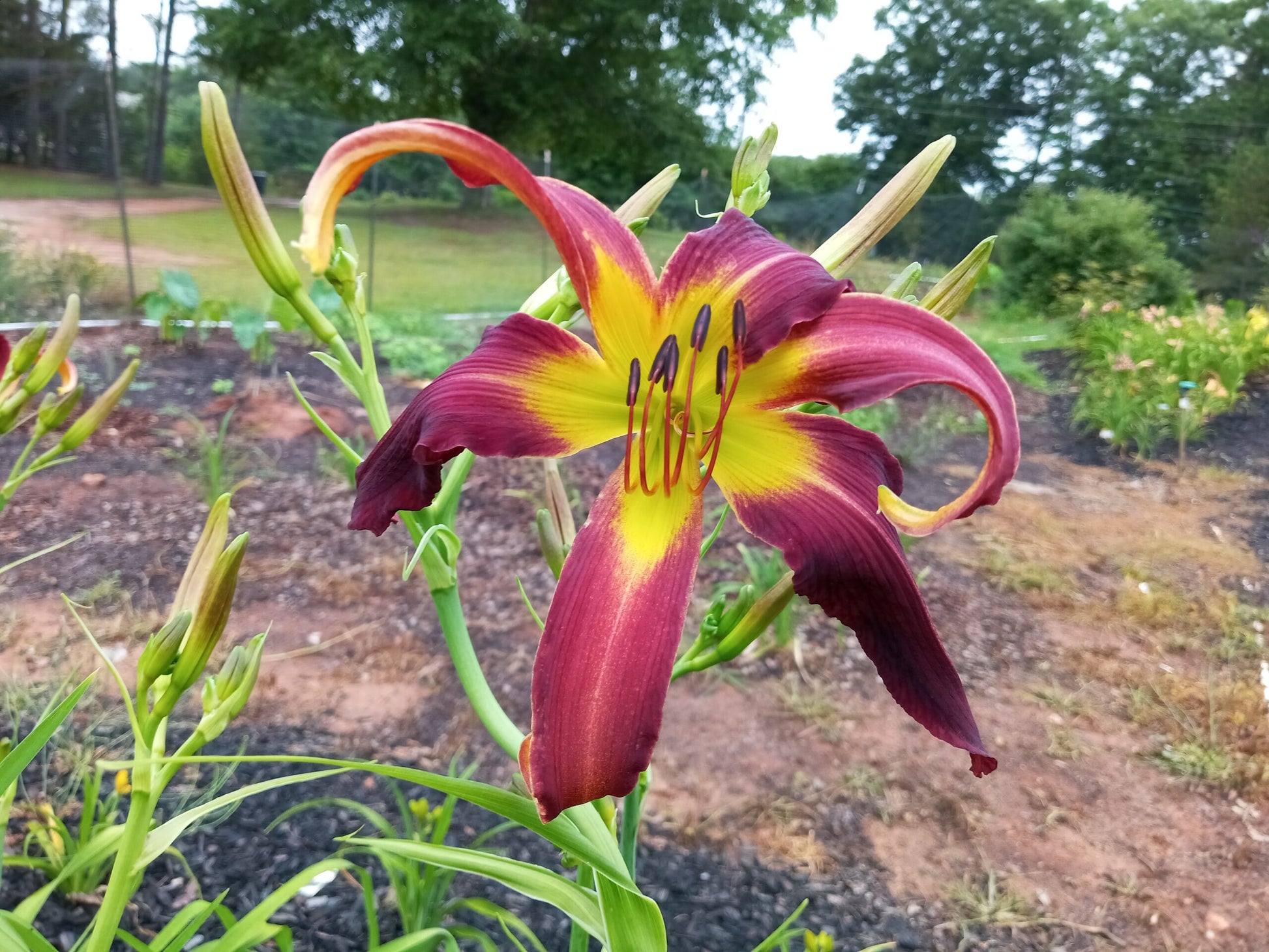 Daylily Seedlings for sale image 3