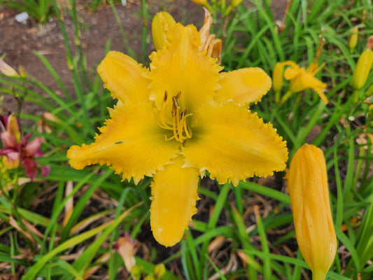 Buttercup Kisses image 0