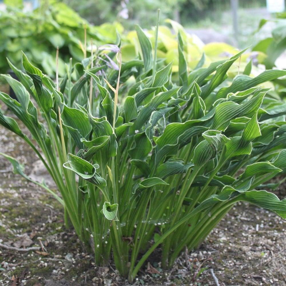 Hosta 'Praying Hands' Liner Plant – 2011 Hosta of the Year with Unique Upright Twisted Foliage