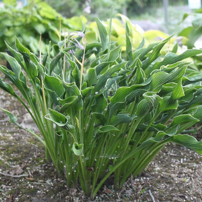 Hosta 'Praying Hands' Liner Plant – 2011 Hosta of the Year with Unique Upright Twisted Foliage