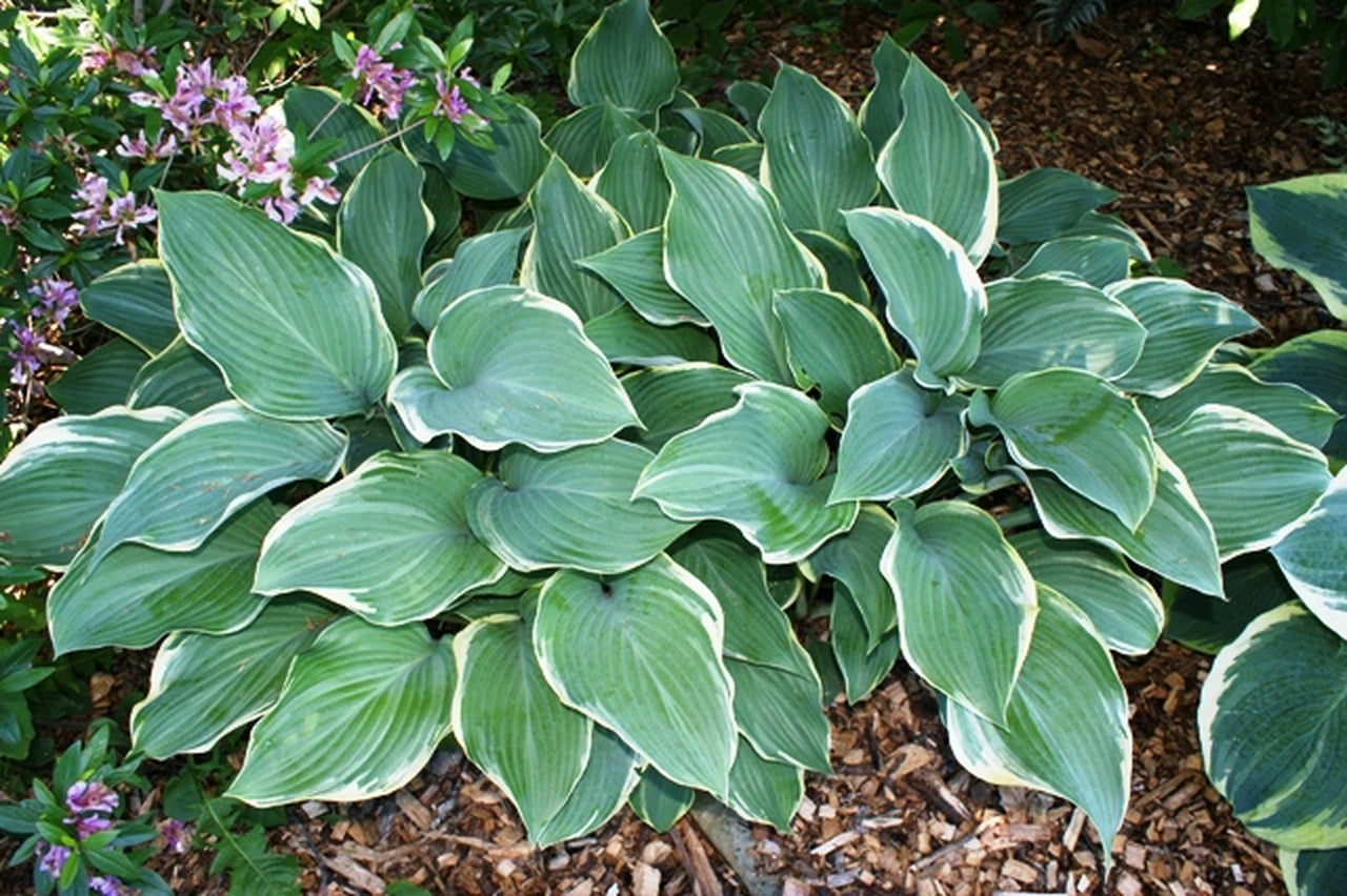 Regal Splendor image 0