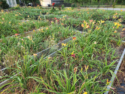 Daylily Seedlings for sale image 2