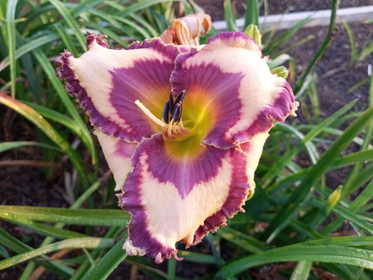 Bluemuda Triangle image 0