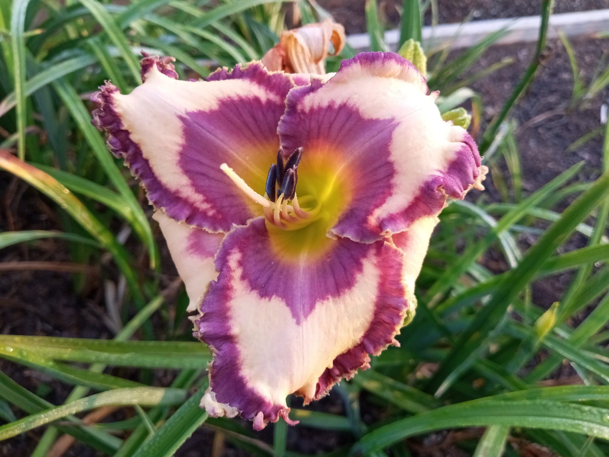 Bluemuda Triangle image 0