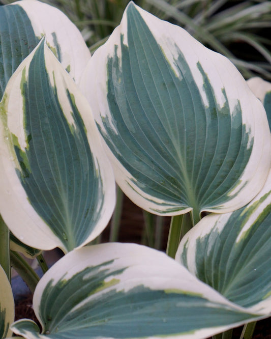 Blue Ivory Qt. image 0