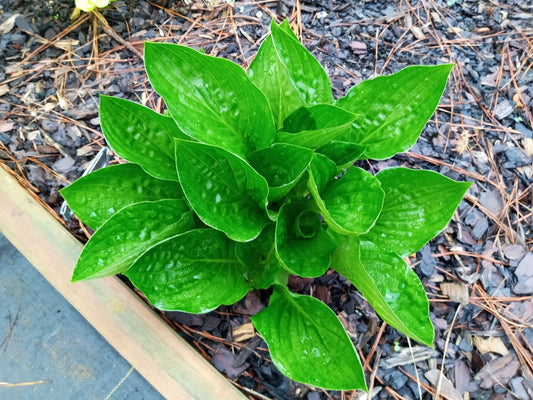 Midnight Oil (OS) image 0