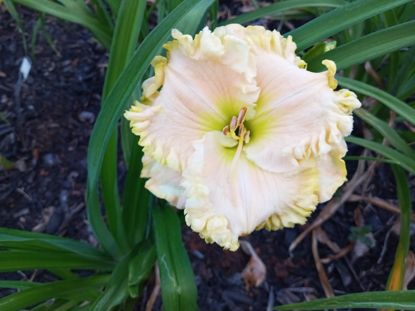 Coconut Grove image 0