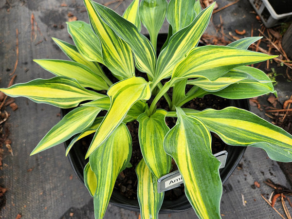 Hosta Ambitious Ally