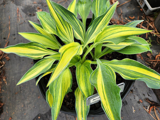 Hosta Ambitious Ally