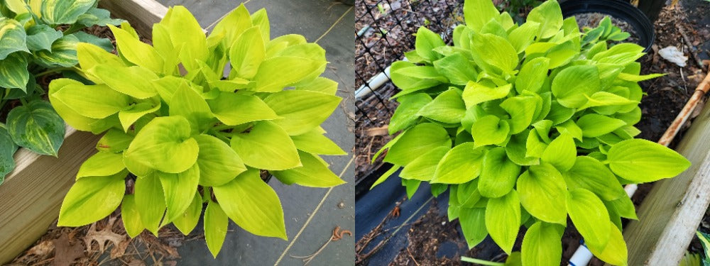 BAP-10 Plant Growth Hormone (2 oz Bottle)