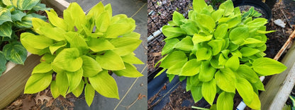 BAP-10 Plant Growth Hormone (2 oz Bottle)