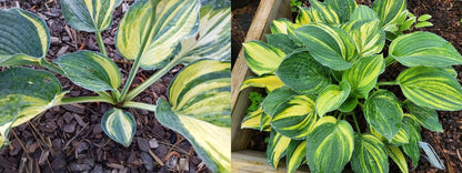 BAP-10 Plant Growth Hormone (2 oz Bottle)