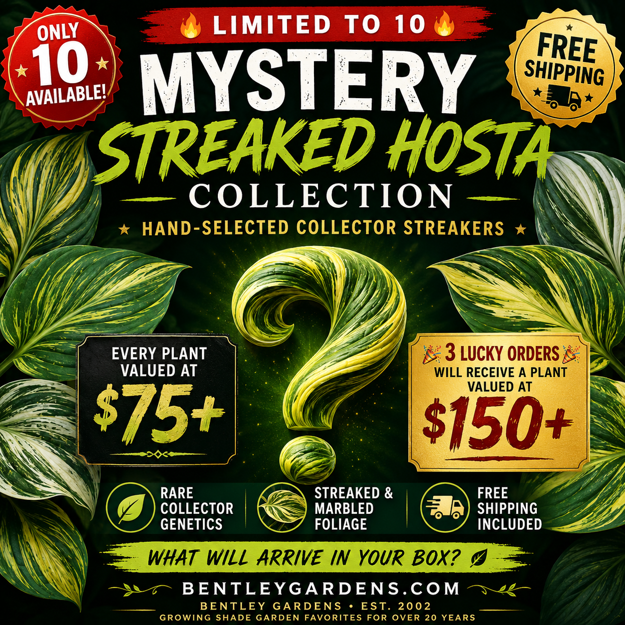 Mystery Streaked Hosta Collection 🌿🔥 | Only 10 Available