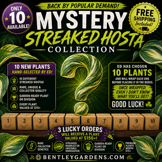 Mystery Streaked Hosta Collection 🌿🔥 | Only 10 Available