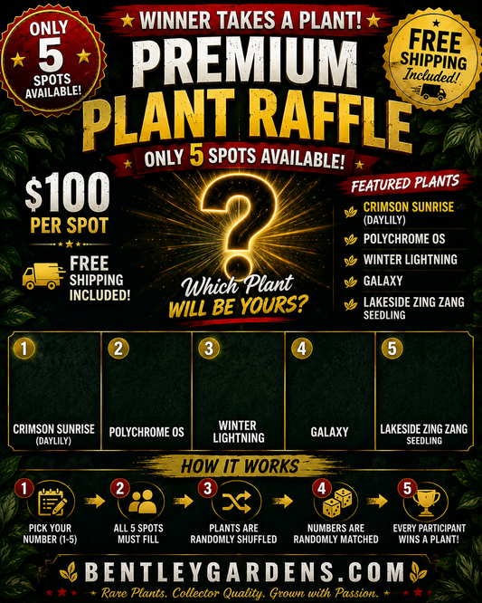 Premium Plant Raffle #1 – Win Crimson Sunrise, Polychrome OS, Winter Lightning, Galaxy or Lakeside Zing Zang Seedling