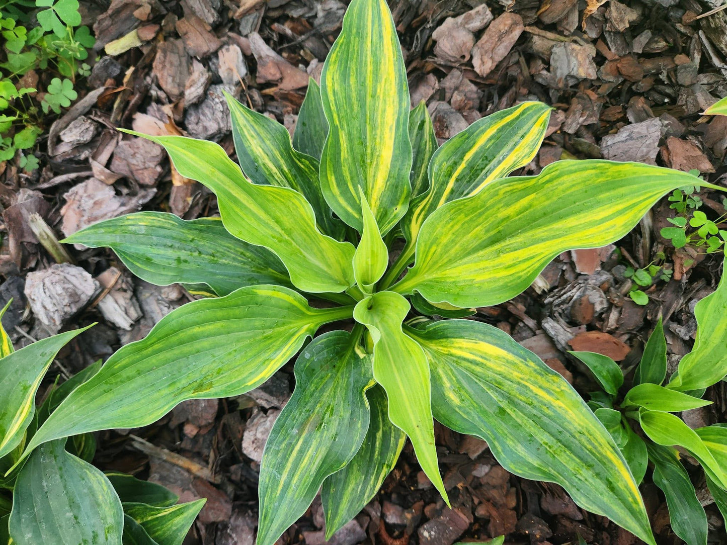 Hosta Wonderful Life