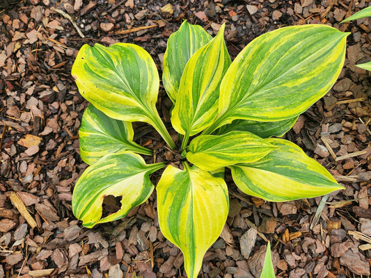 Unknown Streaked Seedling Hosta | Rare Yellow Streaked Collector Hosta