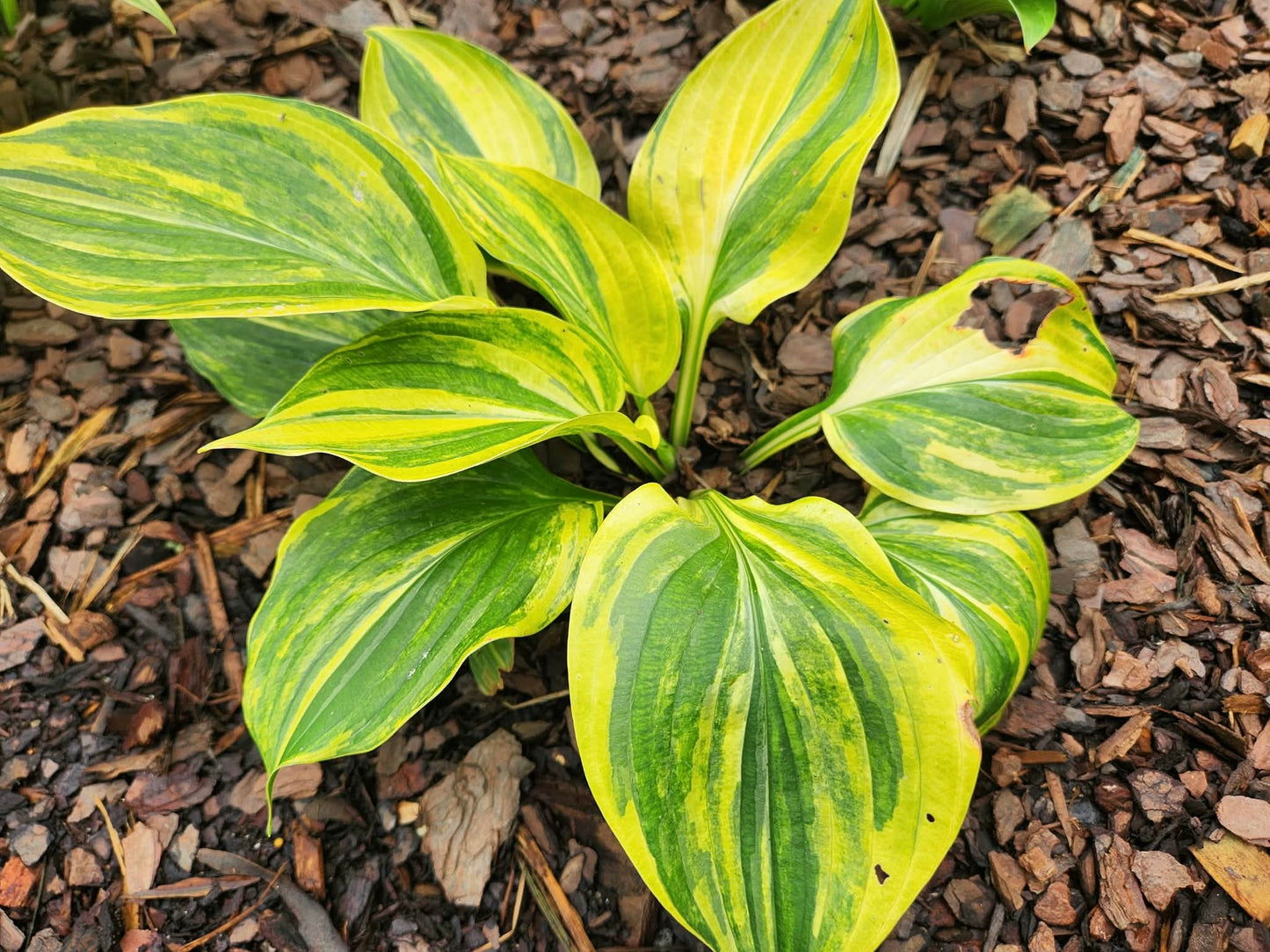 Unknown Streaked Seedling Hosta | Rare Yellow Streaked Collector Hosta