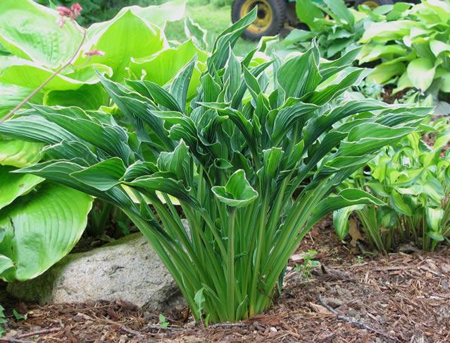 Hosta 'Praying Hands' Liner Plant – 2011 Hosta of the Year with Unique Upright Twisted Foliage