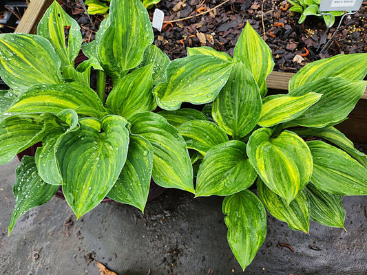 Hosta Hollywood Hansel and Gretel OS