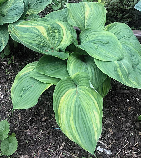 Hosta How About That!