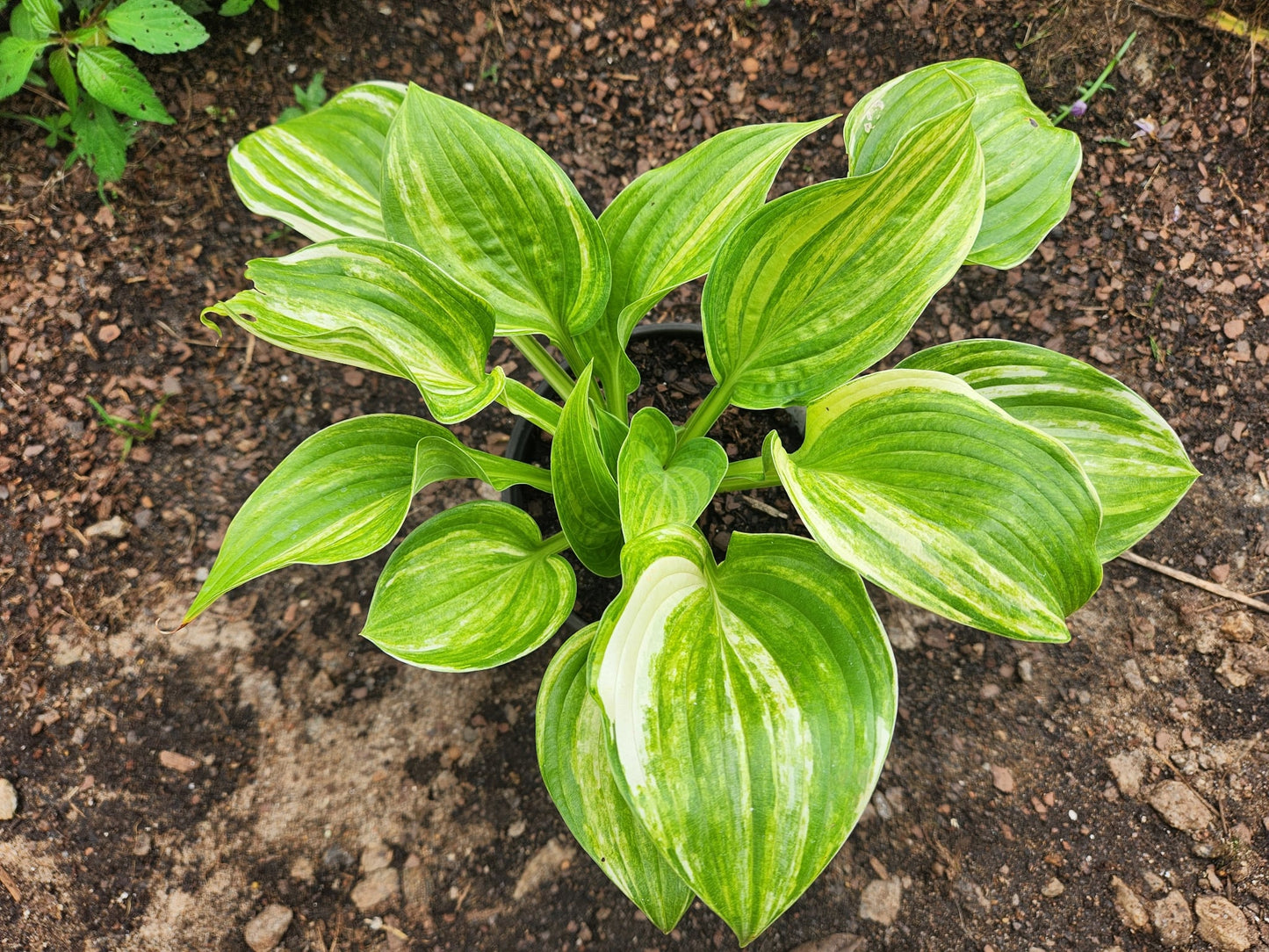 Golden Sands Supreme Hosta Seedling | Rare Streaked Hosta | Collector Plant
