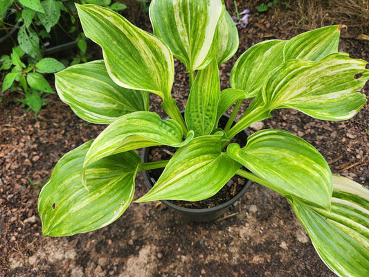 Golden Sands Supreme Hosta Seedling | Rare Streaked Hosta | Collector Plant