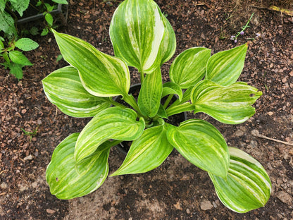 Golden Sands Supreme Hosta Seedling | Rare Streaked Hosta | Collector Plant