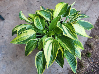 Christmas Tree Gala OP Hosta Seedling – Outstanding Streaked Variegation