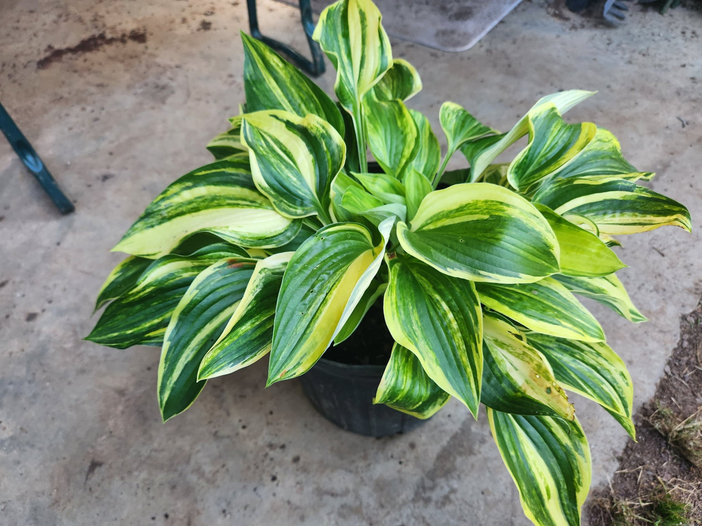 Christmas Tree Gala OP Hosta Seedling – Outstanding Streaked Variegation