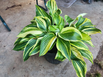 Christmas Tree Gala OP Hosta Seedling – Outstanding Streaked Variegation