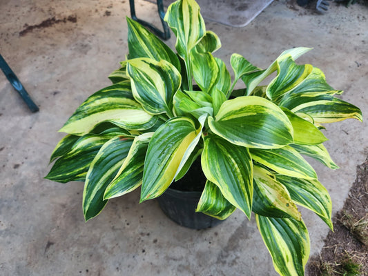 Christmas Tree Gala OP Hosta Seedling – Outstanding Streaked Variegation