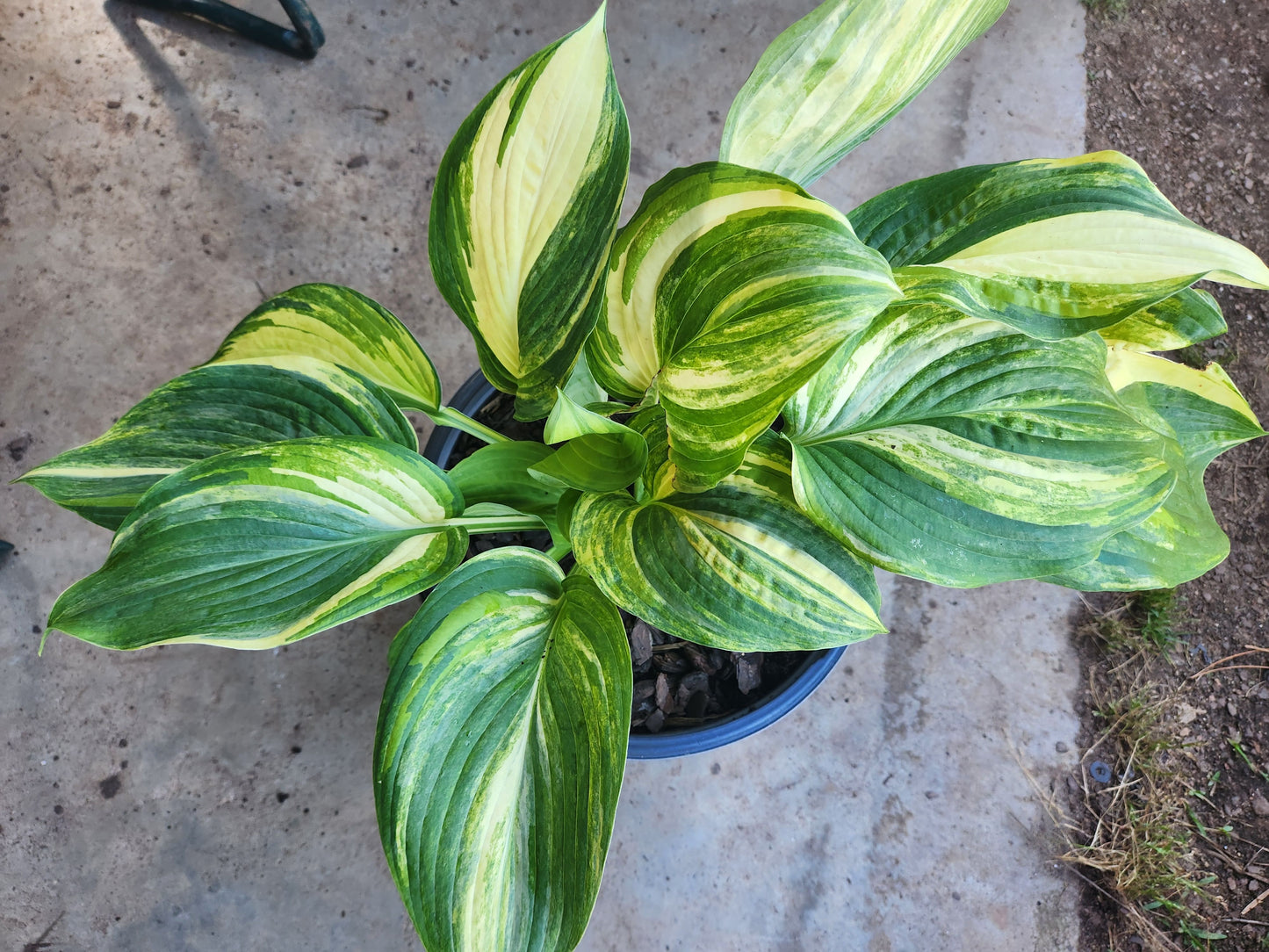 Justice x Abiqua Drinking Gourd Hosta Seedling – Unique Streaked Collector Selection