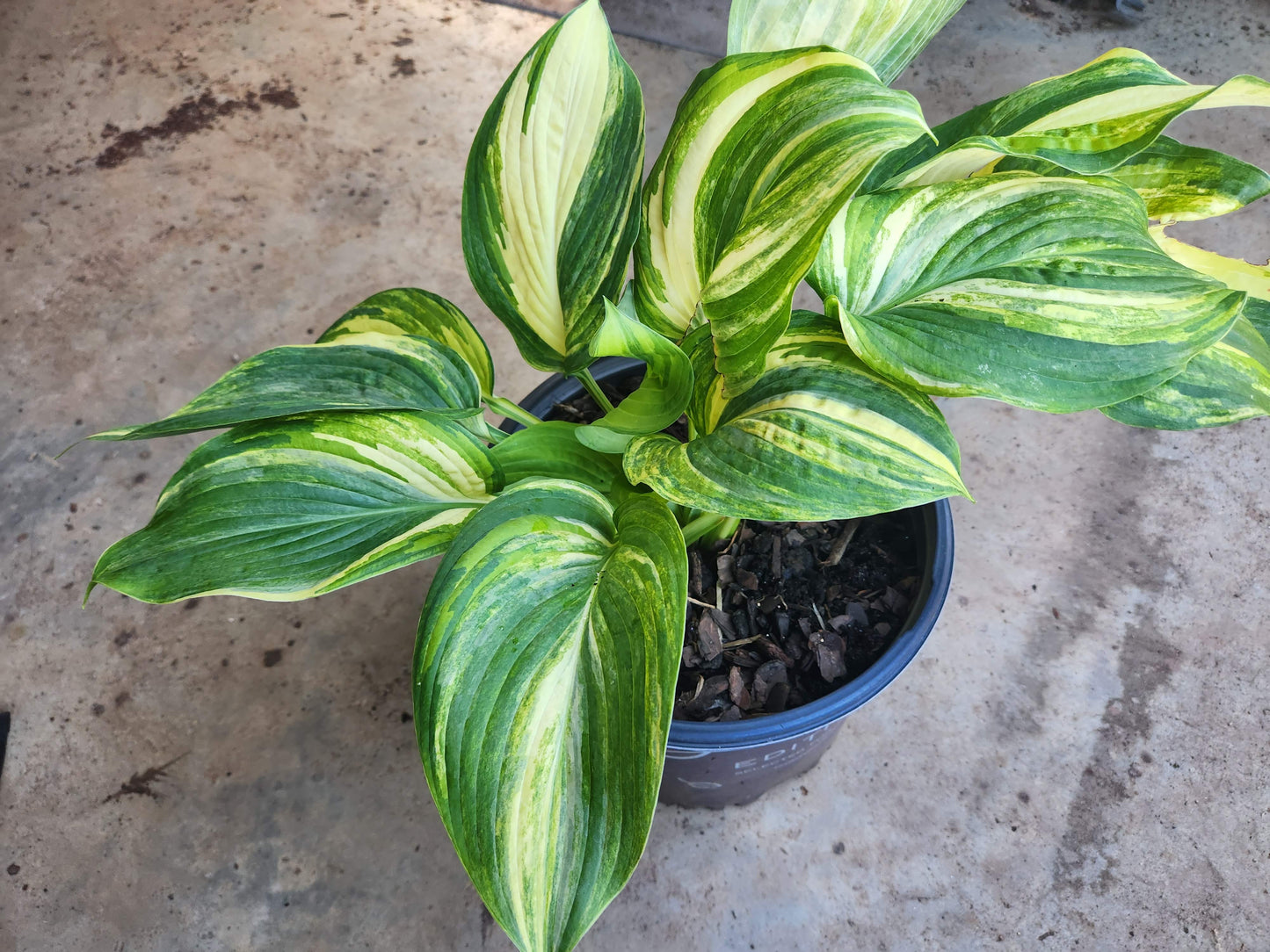 Justice x Abiqua Drinking Gourd Hosta Seedling – Unique Streaked Collector Selection