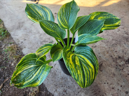 Justice × Abiqua Drinking Gourd OP Seedling – Thick Substance with Bold Yellow Streaking