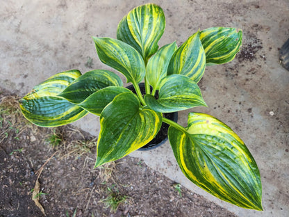 Justice × Abiqua Drinking Gourd OP Seedling – Thick Substance with Bold Yellow Streaking