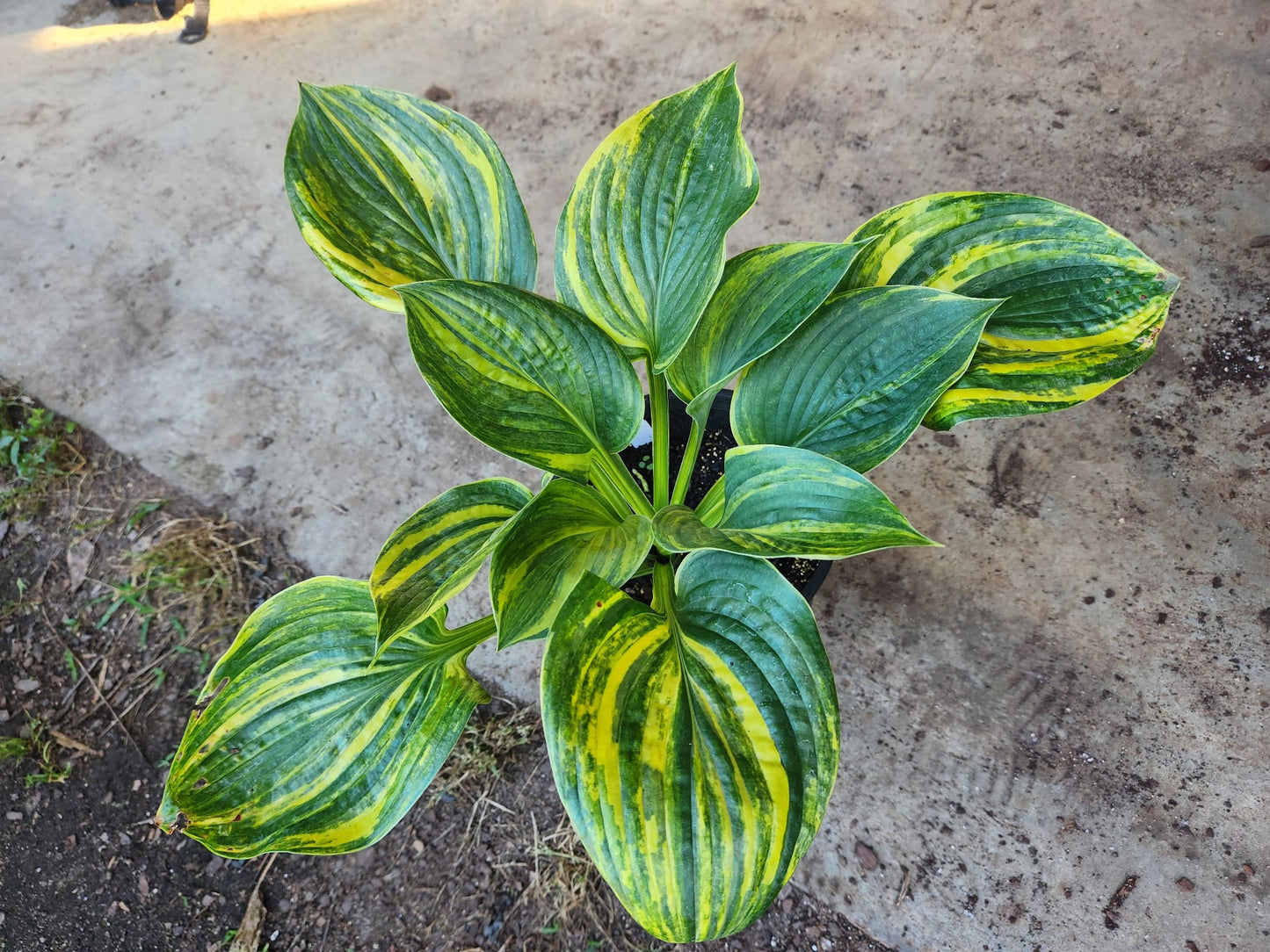 Justice × Abiqua Drinking Gourd OP Seedling – Thick Substance with Bold Yellow Streaking
