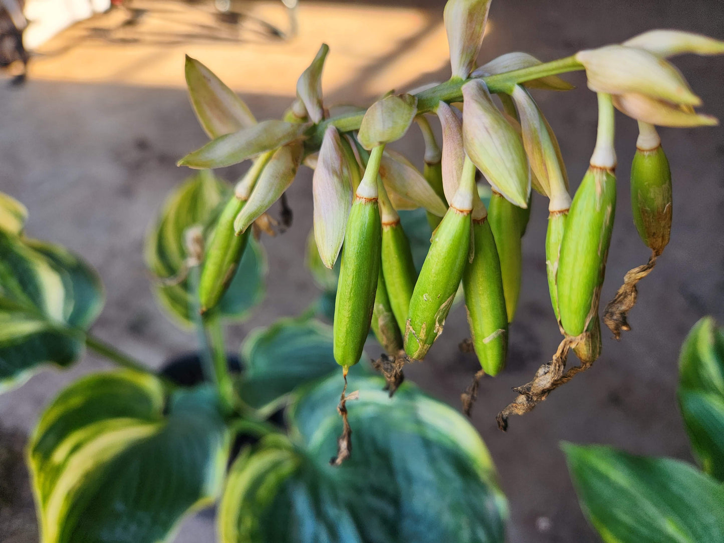 Ice Age Trail Seedling – Variegated Hosta Seedling with Exceptional Substance