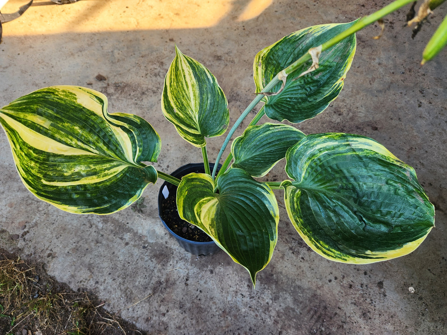 Ice Age Trail Seedling – Variegated Hosta Seedling with Exceptional Substance