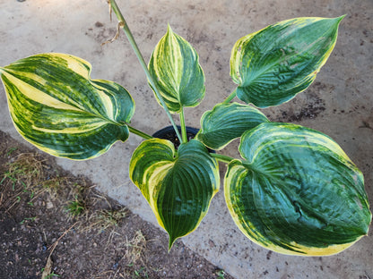 Ice Age Trail Seedling – Variegated Hosta Seedling with Exceptional Substance