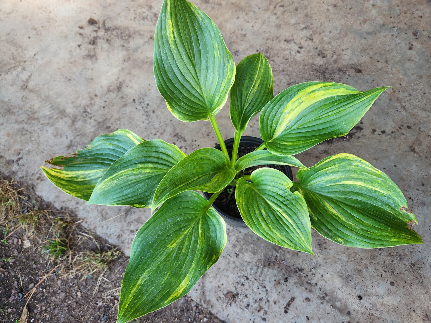 Chinese Dragon Supreme Seedling – Streaked Collector Hosta