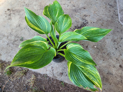 Chinese Dragon Supreme Seedling – Streaked Collector Hosta