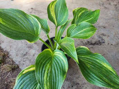 Chinese Dragon Supreme Seedling – Streaked Collector Hosta