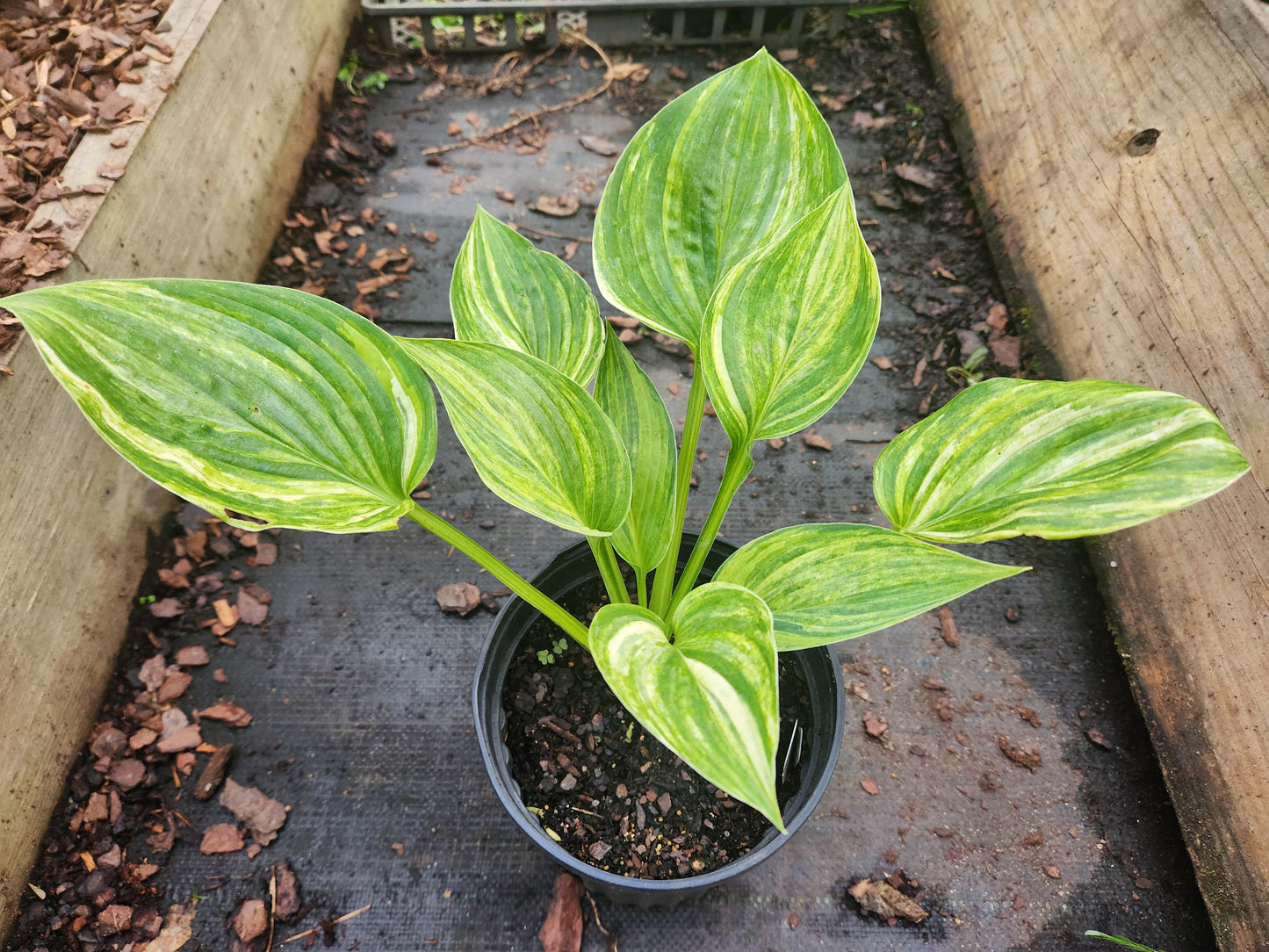 Foxy Doxy Seedling Hosta | Streaked Collector Hosta